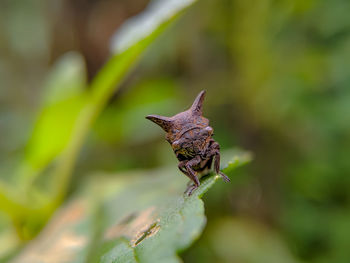 Close-up of insect on leaves