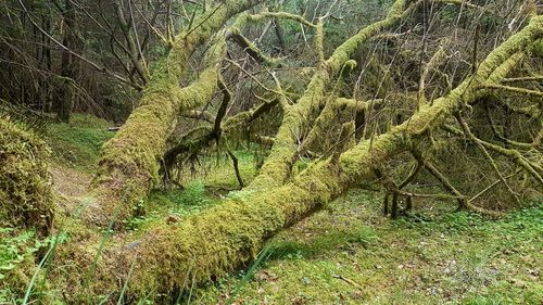 Scenic view of forest