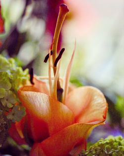 Close-up of day lily