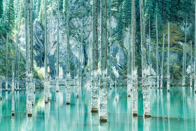Reflection of trees on water