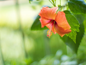 Close-up of red hibiscus flower