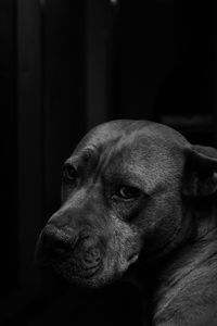 Close-up of a dog looking away