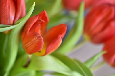 Close-up of red tulip blooming outdoors