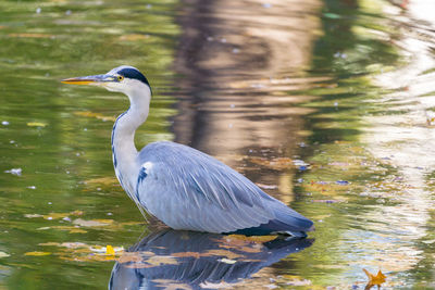 Bird perching on a lake