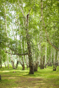 View of trees in forest