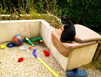 Black cat sitting in a yard