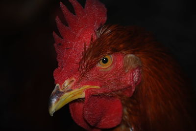 Close-up of rooster