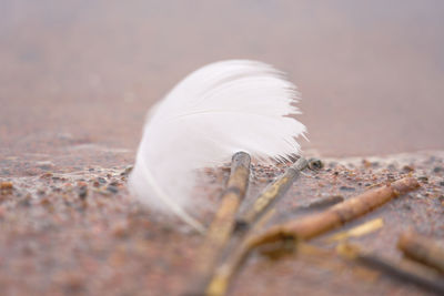 Close-up of feather on wood