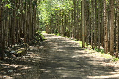 Walkway amidst trees in forest