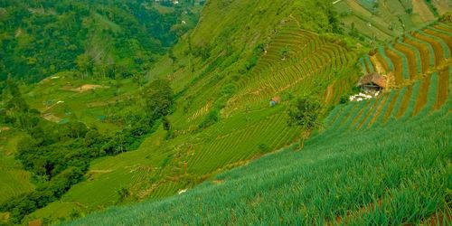 Scenic view of agricultural field