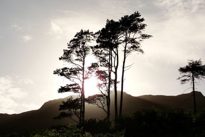 Low angle view of trees against cloudy sky