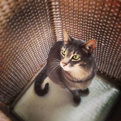 domestic cat