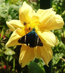 Close-up of bee pollinating on yellow flower