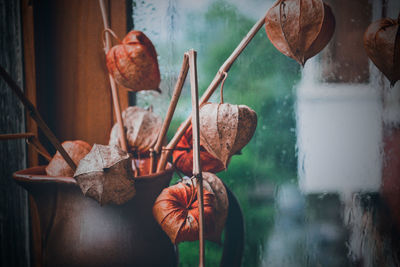 Close-up of fruits hanging on plant by window