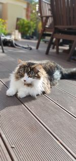 Cat resting on seat