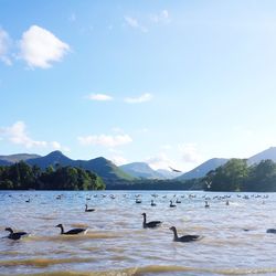 Birds in lake against sky