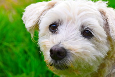 Close-up of dog portrait