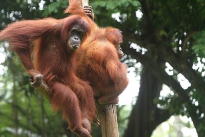 Low angle view of monkey on tree