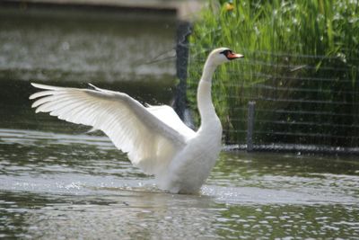 Bird flying over lake