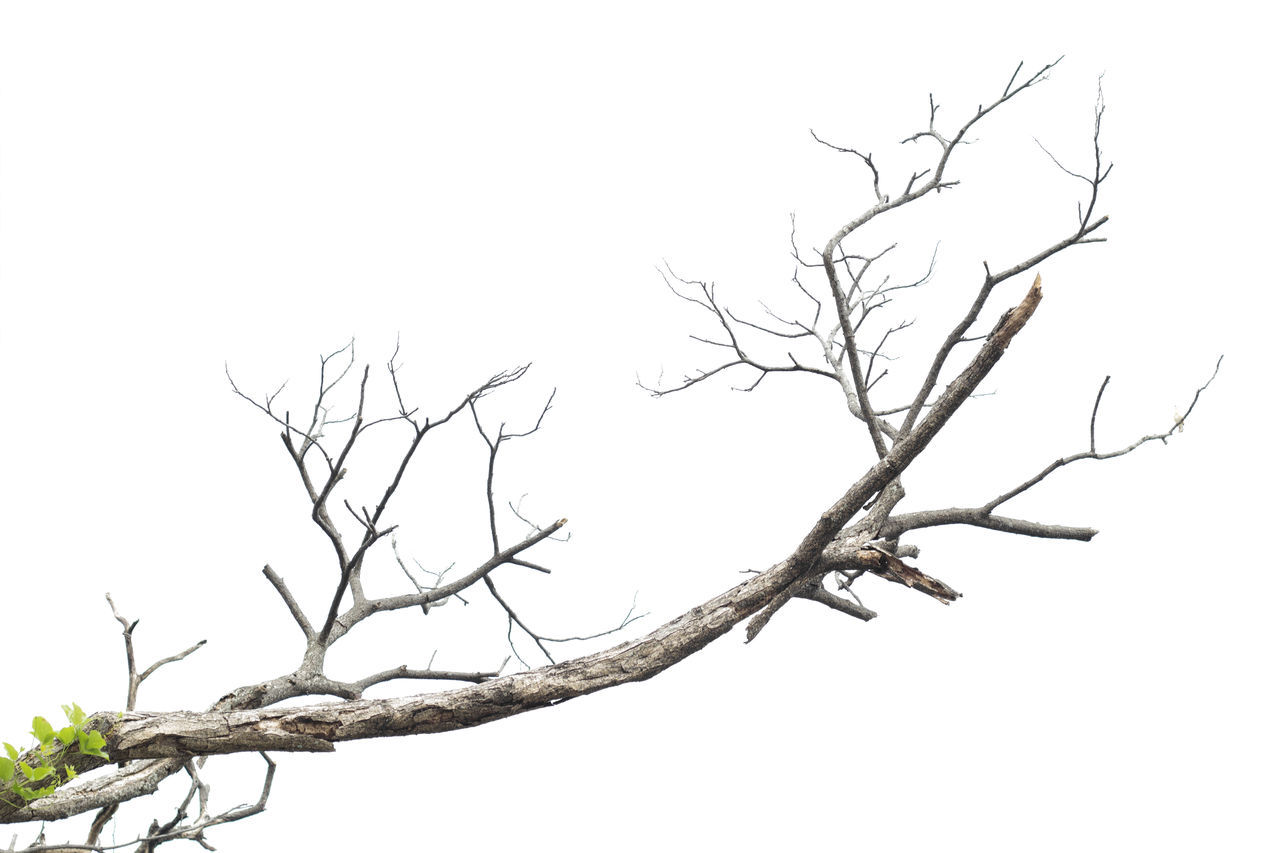 LOW ANGLE VIEW OF BARE TREES AGAINST CLEAR SKY