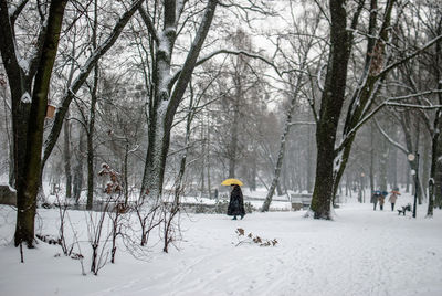 Person carrying umbrella amidst bare trees in snow covered park