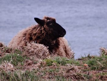 Portrait of sheep sitting on field