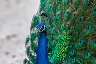 Close-up of peacock