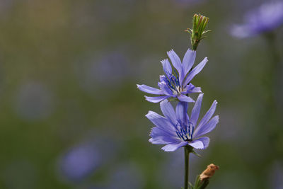 Close-up of purple flowering plant