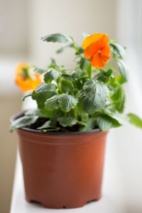 Close-up of potted plant on table