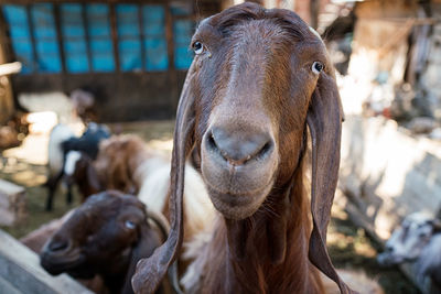 Close-up of a horse