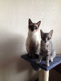 Portrait of kitten sitting on wall at home