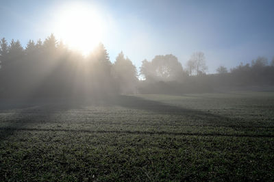 Sunlight streaming through trees on landscape