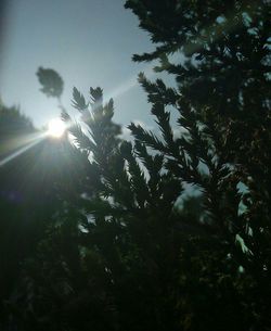 Low angle view of trees against sky