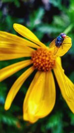 Close-up of insect on flower