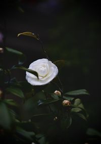 Close-up of white rose