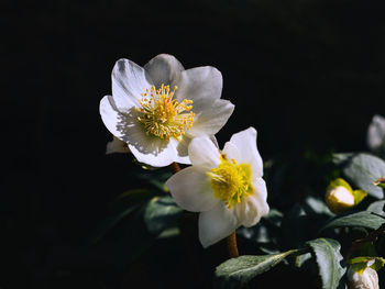 Close-up of white flower against black background