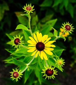 Close-up of yellow flowers blooming outdoors