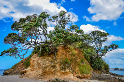 Low angle view of trees against cloudy sky