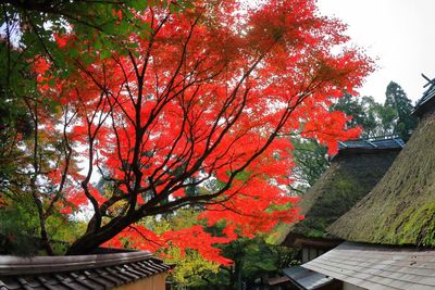 Red tree by building