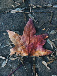 High angle view of dry maple leaves