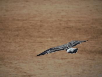 Bird flying over a land