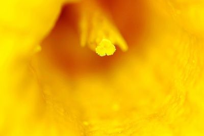 Close-up of yellow rose flower