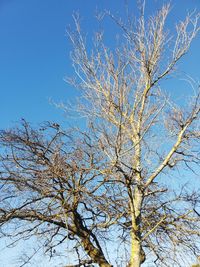 Low angle view of bare tree against clear blue sky