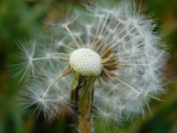 Close-up of dandelion on plant