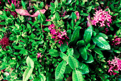 High angle view of various flowers blooming outdoors