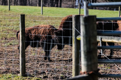 View of an animal seen through fence