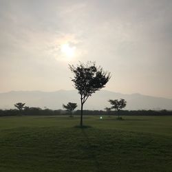 Trees on field against sky during sunset