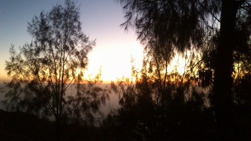 Silhouette trees against sky during sunset