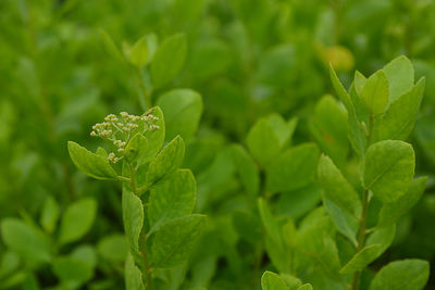 Close-up of green leaves