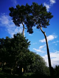 Low angle view of trees against blue sky